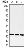 GPR182 / ADMR Antibody - Western blot analysis of GPR182 expression in A549 (A); Raw264.7 (B); PC12 (C) whole cell lysates.