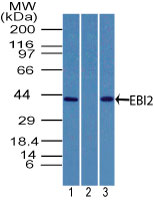 GPR183 / EBI2 Antibody - Western blot of EBI2 in human brain lysate in the 1) absence and 2) presence of immunizing peptide, and 3) rat brain lysate using Polyclonal Antibody to EBI2/GPR183 at 2 ug/ml. Goat anti-rabbit Ig HRP secondary antibody, and PicoTect ECL substrate solution were used for this test.