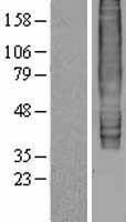 GPR183 / EBI2 Protein - Western validation with an anti-DDK antibody * L: Control HEK293 lysate R: Over-expression lysate