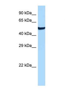 GPR19 Antibody - GPR19 antibody Western blot of Fetal Kidney lysate. Antibody concentration 1 ug/ml.  This image was taken for the unconjugated form of this product. Other forms have not been tested.