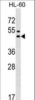 GPR20 Antibody - GPR20 Antibody western blot of HL-60 cell line lysates (35 ug/lane). The GPR20 antibody detected the GPR20 protein (arrow).