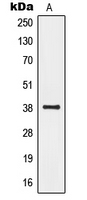 GPR20 Antibody - Western blot analysis of GPR20 expression in Human fetal brain (A) whole cell lysates.