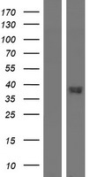 GPR20 Protein - Western validation with an anti-DDK antibody * L: Control HEK293 lysate R: Over-expression lysate