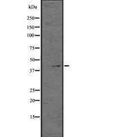 GPR21 Antibody - Western blot analysis of GPR21 expression in HT1080 whole cells lysate. The lane on the left is treated with the antigen-specific peptide.