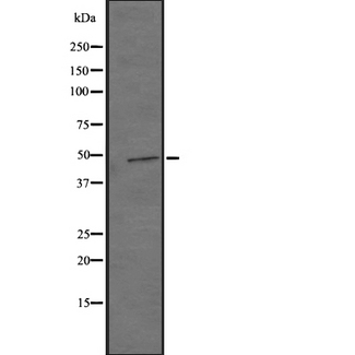 GPR22 Antibody - Western blot analysis of GPR22 expression in HepG2 cells line lysates. The lane on the left is treated with the antigen-specific peptide.