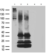 GPR26 Antibody - Western blot analysis of lysates from 293T cells transfected with. (1)pcDNA4/To-hGPR26. (2)pcDNA3.1-mGPR26. (3)pcDNA3.1-rGPR26. (4)pcDNA3.1. (5)pcDNA4/To plasmids using anti-GPR26 Mouse monoclonal antibody. (1:500)