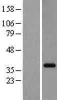 GPR26 Protein - Western validation with an anti-DDK antibody * L: Control HEK293 lysate R: Over-expression lysate