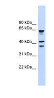 GPR27 Antibody - GPR27 antibody Western blot of Fetal Muscle lysate. This image was taken for the unconjugated form of this product. Other forms have not been tested.