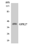 GPR27 Antibody - Western blot analysis of the lysates from HeLa cells using GPR27 antibody.