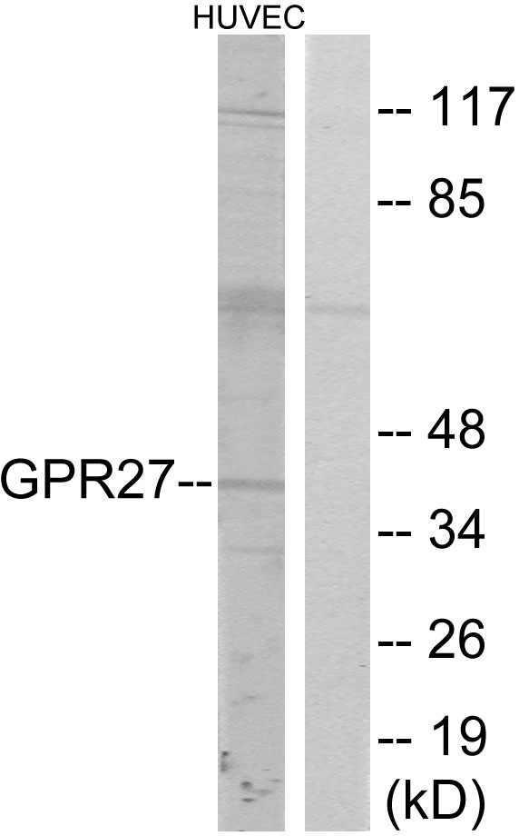 GPR27 Antibody - Western blot analysis of lysates from HUVEC cells, using GPR27 Antibody. The lane on the right is blocked with the synthesized peptide.