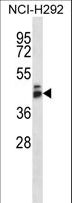 GPR27 Antibody - GPR27 Antibody western blot of NCI-H292 cell line lysates (35 ug/lane). The GPR27 antibody detected the GPR27 protein (arrow).