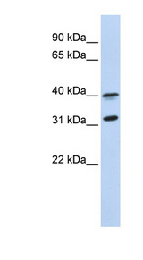 GPR27 Antibody - GPR27 antibody Western blot of MCF7 cell lysate. This image was taken for the unconjugated form of this product. Other forms have not been tested.