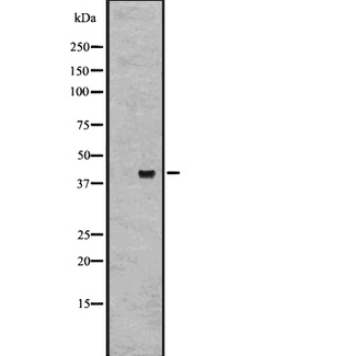 GPR27 Antibody - Western blot analysis of GPR27 expression in HeLa cells lysate. The lane on the left is treated with the antigen-specific peptide.