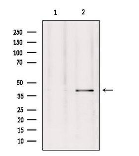 GPR27 Antibody - Western blot analysis of extracts of HepG2 cells using GPR27 antibody. Lane 1 was treated with the blocking peptide.