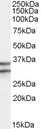 GPR3 Antibody - Antibody (0.3 ug/ml) staining of Human Brain (Frontal Cortex) lysate (35 ug protein in RIPA buffer). Primary incubation was 1 hour. Detected by chemiluminescence.