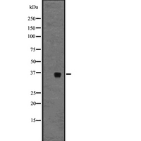 GPR3 Antibody - Western blot analysis of GPR3 expression in A431 whole cells lysate. The lane on the left is treated with the antigen-specific peptide.