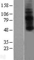 GPR3 Protein - Western validation with an anti-DDK antibody * L: Control HEK293 lysate R: Over-expression lysate