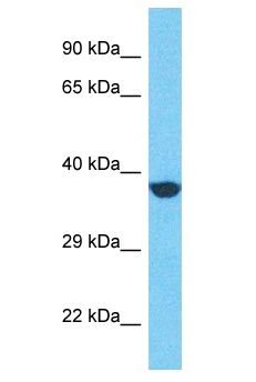 GPR31 Antibody - GPR31 antibody Western Blot of HepG2. Antibody dilution: 1 ug/ml.  This image was taken for the unconjugated form of this product. Other forms have not been tested.