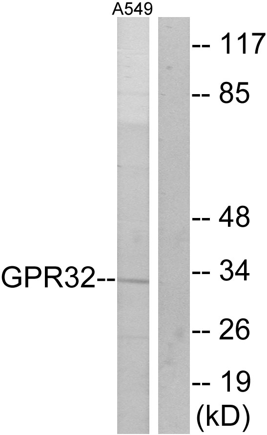 GPR32 Antibody - Western blot analysis of lysates from A549 cells, using GPR32 Antibody. The lane on the right is blocked with the synthesized peptide.