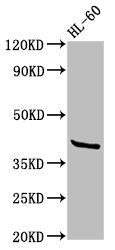 GPR32 Antibody - Positive Western Blot detected in HL-60 whole cell lysate. All lanes: GPR32 antibody at 2.6 µg/ml Secondary Goat polyclonal to rabbit IgG at 1/50000 dilution. Predicted band size: 41 KDa. Observed band size: 41 KDa