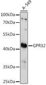 GPR32 Antibody - Western blot analysis of extracts of A-549 cells using GPR32 Polyclonal Antibody at dilution of 1:1000.