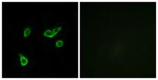 GPR35 Antibody - Peptide - + Immunofluorescence analysis of A549 cells, using GPR35 antibody.