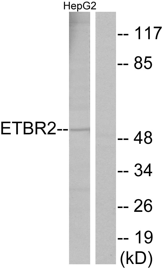 GPR37L1 Antibody - Western blot analysis of lysates from HepG2 cells, using ETBR2 Antibody. The lane on the right is blocked with the synthesized peptide.
