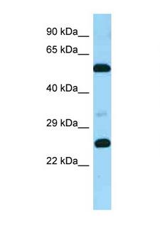 GPR37L1 Antibody - GPR37L1 antibody Western blot of Fetal Brain lysate. Antibody concentration 1 ug/ml.  This image was taken for the unconjugated form of this product. Other forms have not been tested.