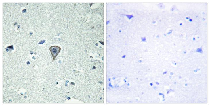 GPR37L1 Antibody - Peptide - + Immunohistochemistry analysis of paraffin-embedded human brain tissue using ETBR2 antibody.