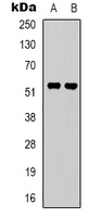 GPR37L1 Antibody - Western blot analysis of GPR37L1 expression in A549 (A); HeLa (B) whole cell lysates.