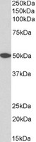 GPR39 Antibody - Goat Anti-GPR39 (aa377-391) Antibody (0.3µg/ml) staining of Human Cerebellum lysates (35µg protein in RIPA buffer). Primary incubation was 1 hour. Detected by chemiluminescencence.