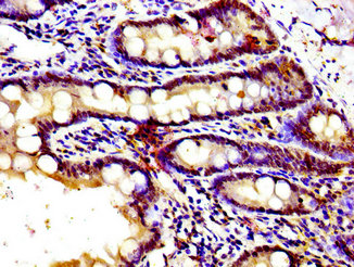GPR39 Antibody - Immunohistochemistry image of paraffin-embedded human small intestine tissue at a dilution of 1:100