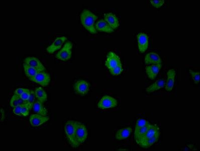 GPR39 Antibody - Immunofluorescence staining of HepG2 cells with GPR39 Antibody at 1:266, counter-stained with DAPI. The cells were fixed in 4% formaldehyde, permeabilized using 0.2% Triton X-100 and blocked in 10% normal Goat Serum. The cells were then incubated with the antibody overnight at 4°C. The secondary antibody was Alexa Fluor 488-congugated AffiniPure Goat Anti-Rabbit IgG(H+L).