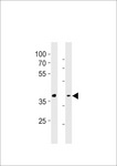 GPR4 Antibody - GPR4 Antibody western blot of WiDr cell line and rat liver tissue lysates (35 ug/lane). The GPR4 antibody detected the GPR4 protein (arrow).