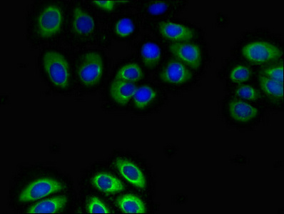 GPR4 Antibody - Immunofluorescent analysis of A549 cells diluted at 1:100 and Alexa Fluor 488-congugated AffiniPure Goat Anti-Rabbit IgG(H+L)