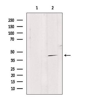 GPR4 Antibody - Western blot analysis of extracts of HepG2 cells using GPR4 antibody. Lane 1 was treated with the blocking peptide.