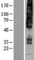 GPR4 Protein - Western validation with an anti-DDK antibody * L: Control HEK293 lysate R: Over-expression lysate