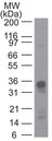 GPR44 / CRTH2 Antibody - Western Blot: GPR44 Antibody (54N1H4) - Analysis of recombinant GPR44 (CRTH2) probed with GPR44 antibody at 1 ug/ml. Goat anti-mouse Ig HRP secondary antibody and PicoTect ECL substrate solution were used for this test.  This image was taken for the unconjugated form of this product. Other forms have not been tested.