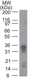 GPR44 / CRTH2 Antibody - Western Blot: GPR44 Antibody (54N3F8) - Analysis of recombinant CRTH2 (GPR44) probed with CRTH2 antibody at 1 ug/ml.  This image was taken for the unconjugated form of this product. Other forms have not been tested.