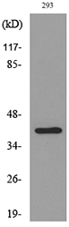 GPR44 / CRTH2 Antibody - Western blot analysis of lysate from 293 cells, using PTGDR2 Antibody.