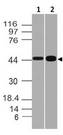 GPR44 / CRTH2 Antibody - Fig-2: Western blot analysis of GPR44. Anti-GPR44 antibody was used at 4 µg/ml on (1) h Kidney and (2) m Kidney lysates.