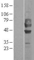 GPR44 / CRTH2 Protein - Western validation with an anti-DDK antibody * L: Control HEK293 lysate R: Over-expression lysate