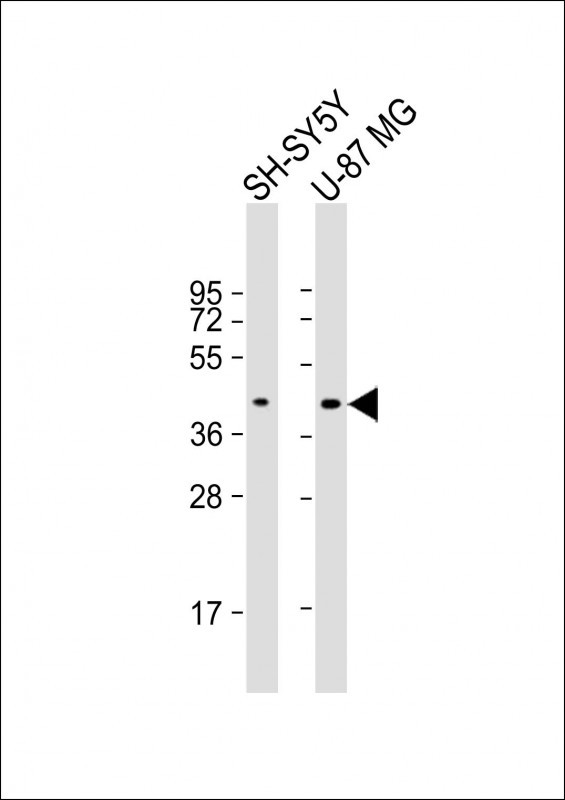 GPR45 Antibody - All lanes: Anti-GPR45 Antibody (Center) at 1:2000 dilution Lane 1: SH-SY5Y whole cell lysate Lane 2: U-87 MG whole cell lysate Lysates/proteins at 20 µg per lane. Secondary Goat Anti-Rabbit IgG, (H+L), Peroxidase conjugated at 1/10000 dilution. Predicted band size: 42 kDa Blocking/Dilution buffer: 5% NFDM/TBST.