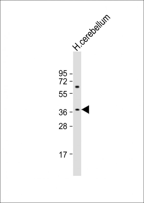 GPR45 Antibody - Anti-GPR45 Antibody (Center) at 1:2000 dilution + human cerebellum lysate Lysates/proteins at 20 µg per lane. Secondary Goat Anti-Rabbit IgG, (H+L), Peroxidase conjugated at 1/10000 dilution. Predicted band size: 42 kDa Blocking/Dilution buffer: 5% NFDM/TBST.