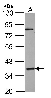 GPR45 Antibody - Sample (30 ug of whole cell lysate). A: NT2D1. 10% SDS PAGE. GPR45 antibody diluted at 1:1000.