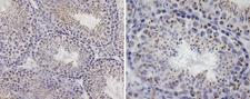 GPR45 Antibody - Anti-Mouse GPR45 staining (10 µg/ml) of a mouse testis formalin-fixed, paraffin-embedded tissue section; seen at 20x (left) and 40x (right) magnification. Nuclear staining of mature germinal cells and spermatozoa is observed.