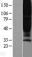 GPR45 Protein - Western validation with an anti-DDK antibody * L: Control HEK293 lysate R: Over-expression lysate