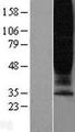 GPR45 Protein - Western validation with an anti-DDK antibody * L: Control HEK293 lysate R: Over-expression lysate