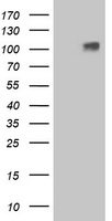 GPR48 / LGR4 Antibody - HEK293T cells were transfected with the pCMV6-ENTRY control (Left lane) or pCMV6-ENTRY LGR4 (Right lane) cDNA for 48 hrs and lysed. Equivalent amounts of cell lysates (5 ug per lane) were separated by SDS-PAGE and immunoblotted with anti-LGR4.