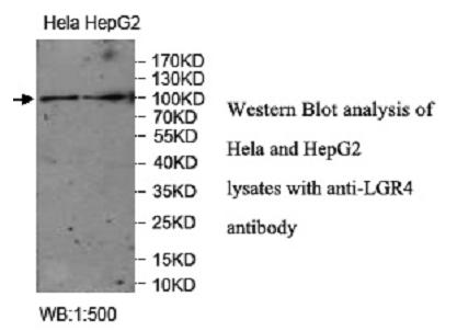 GPR48 / LGR4 Antibody - Western blot of GPR48 / LGR4 antibody